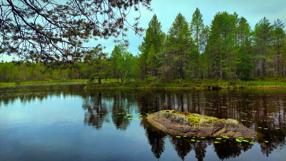 лесная ламбина - Артём 