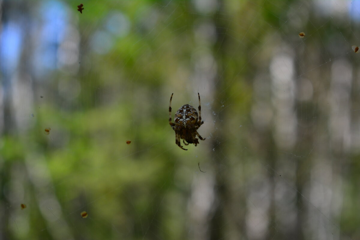... - Евгений Д