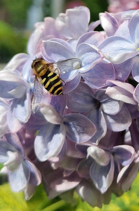 За работой - Любимова Ольга 