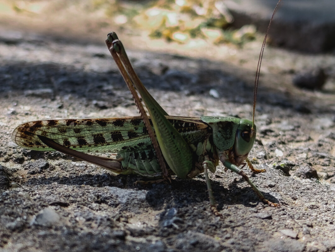Кузя - Лариса Елисеева