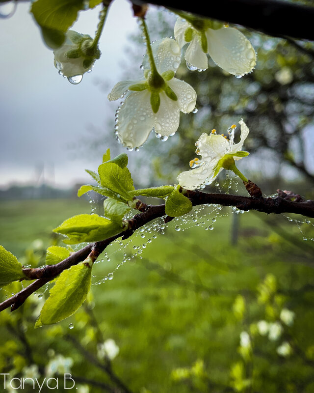 Апрельское утро - Татьяна Бахметьева 