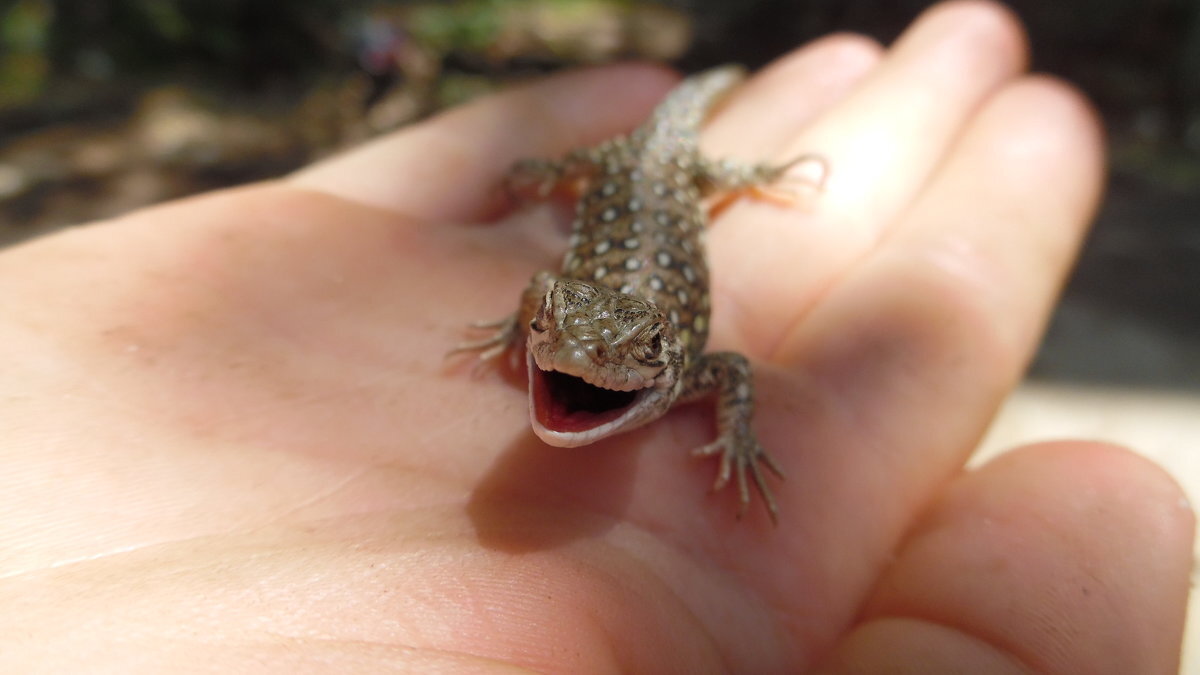 Не зли меня! - Андрей Солан