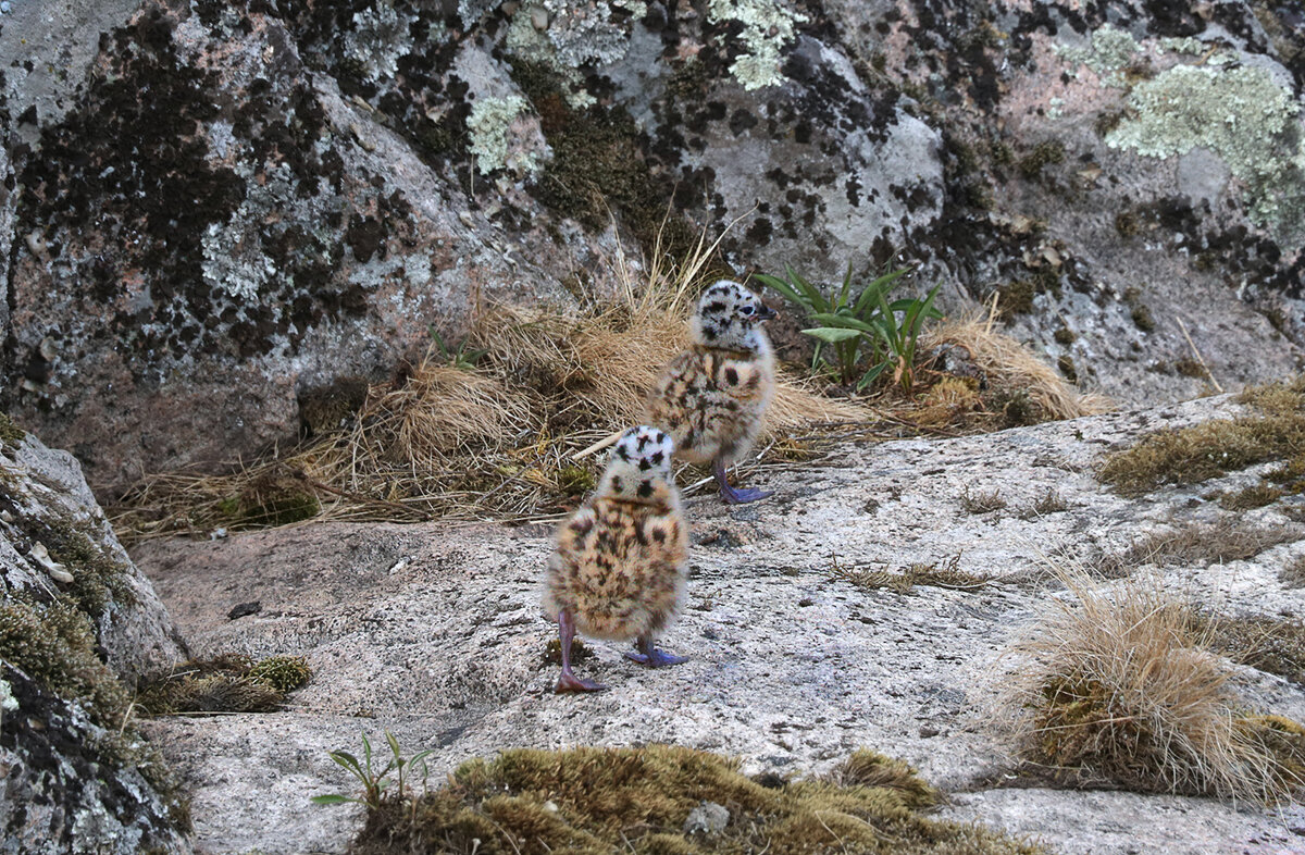 Неразлучная парочка. - Lidia Vdovina