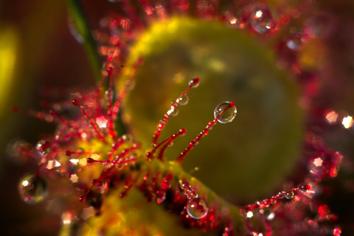 Росянка после утреннего тумана - Kventin Natabos 