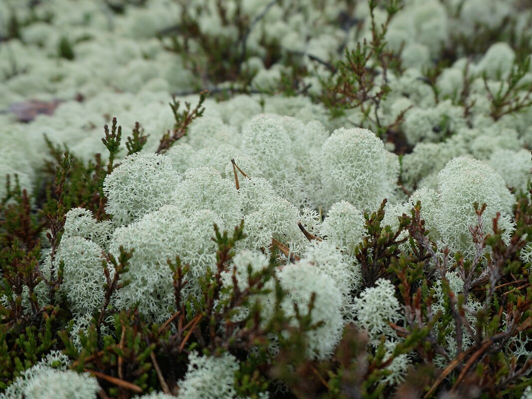 Лакомство для северного оленя) - Ольга Чистякова