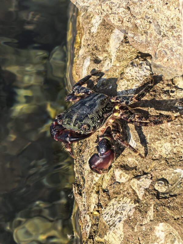 Местный житель - Татьяна Михайлова