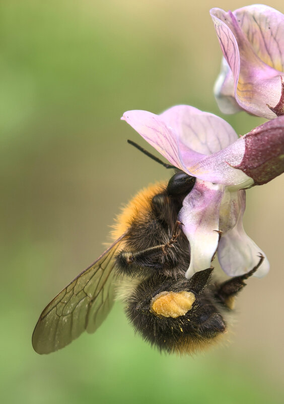 Трудяжка - Анастасия Северюхина