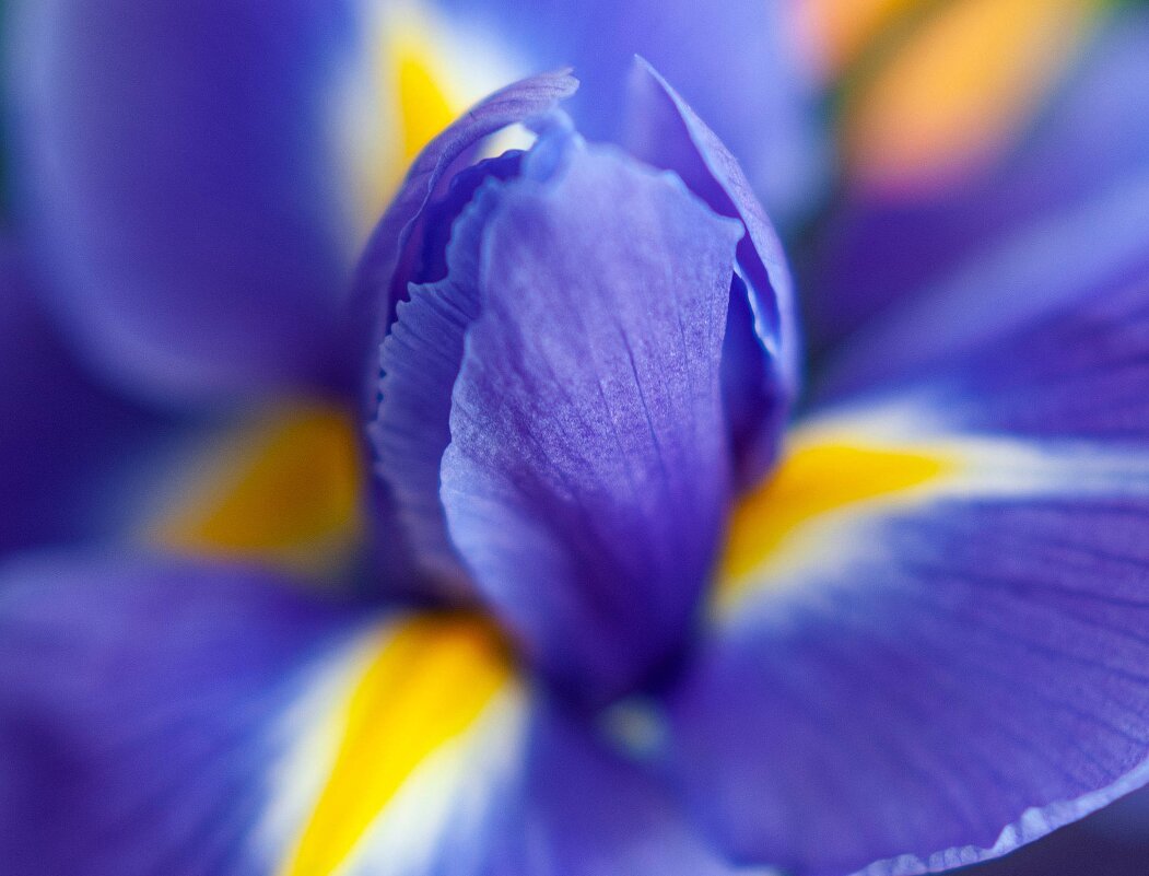 Комплиментарные цвета. - Svyatoslav [Artisan] Ph.