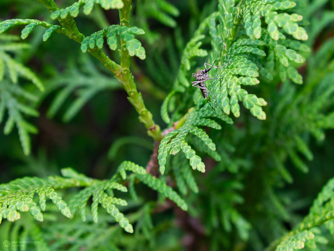 Комарик - Дарья Рогозина