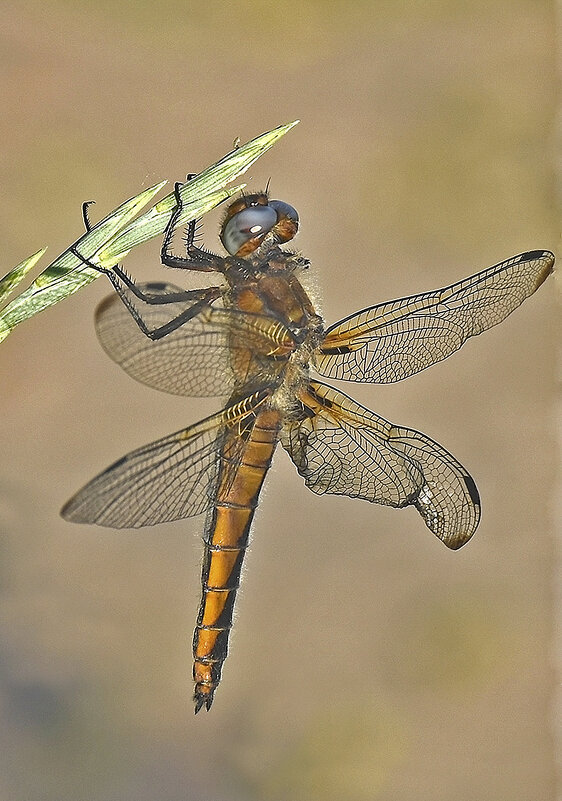 Стрекоза - артистка! - Валентина  Нефёдова 