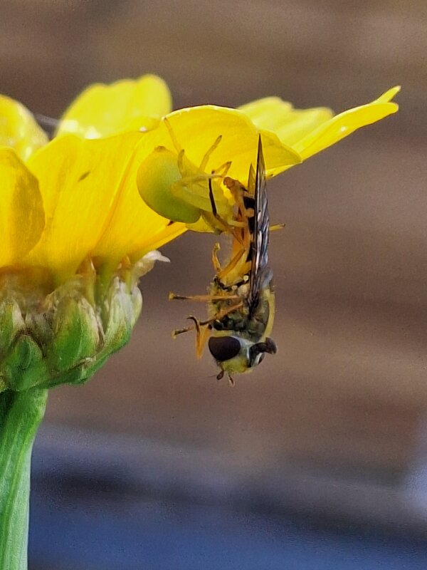 Муха журчалка в плену у цветочного паука. - Татьяна 