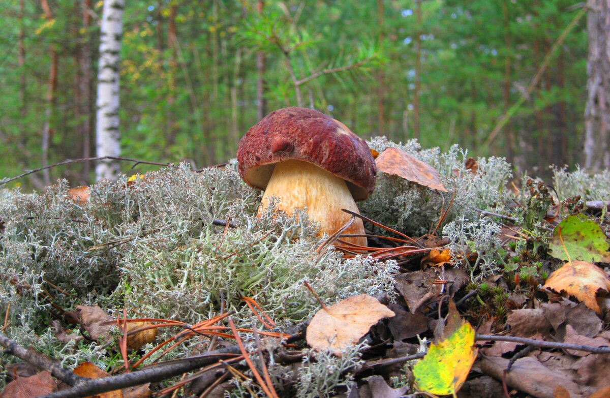 Боровик - Евгений Корьевщиков