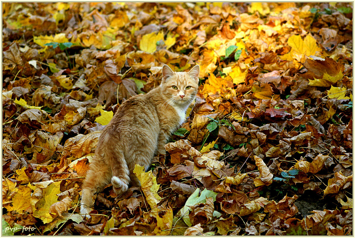 Осенний кот :: Владимир Попов