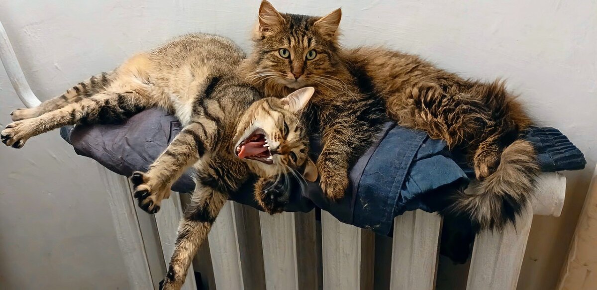 Коты и кошки. :: Михаил Столяров