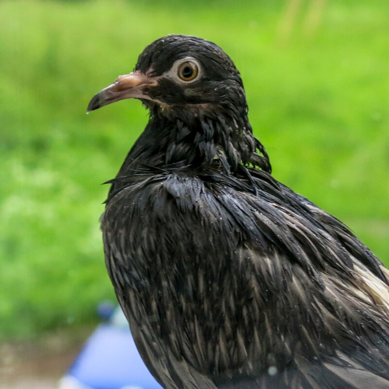 Взгляд. (Ты кто?) :: Александр Семенов