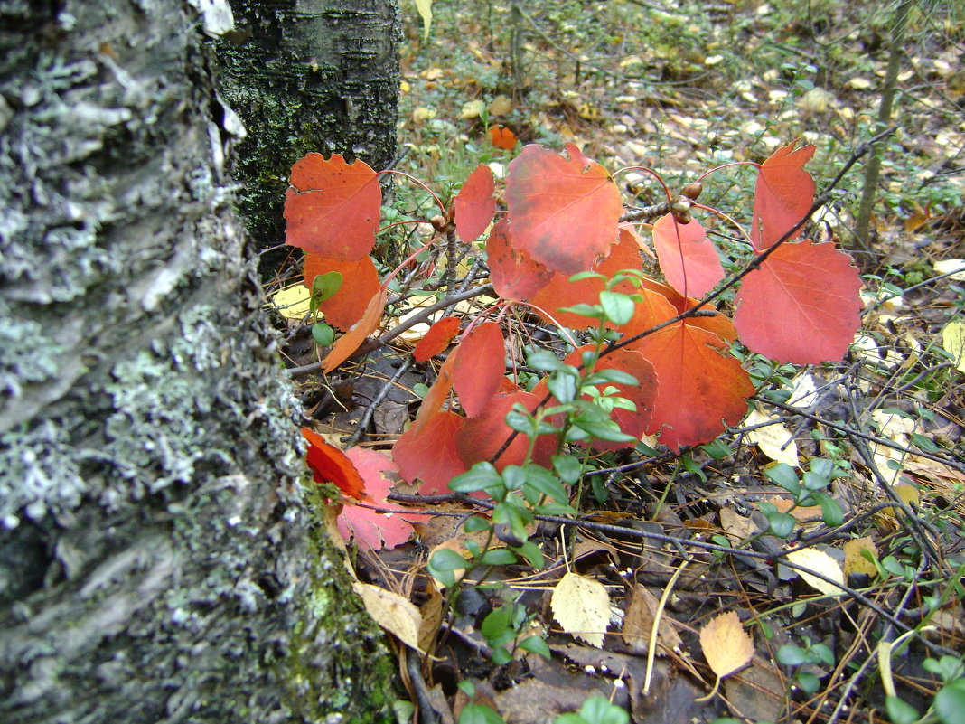 ... - Ксения Кондракова