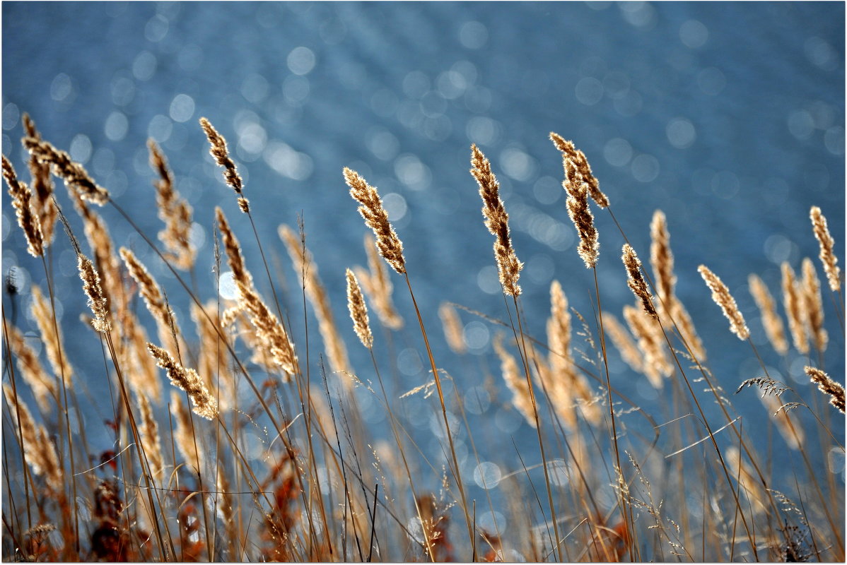 Колоски - Анатолий Нестеров Колоски - Анатолий Нестеров
