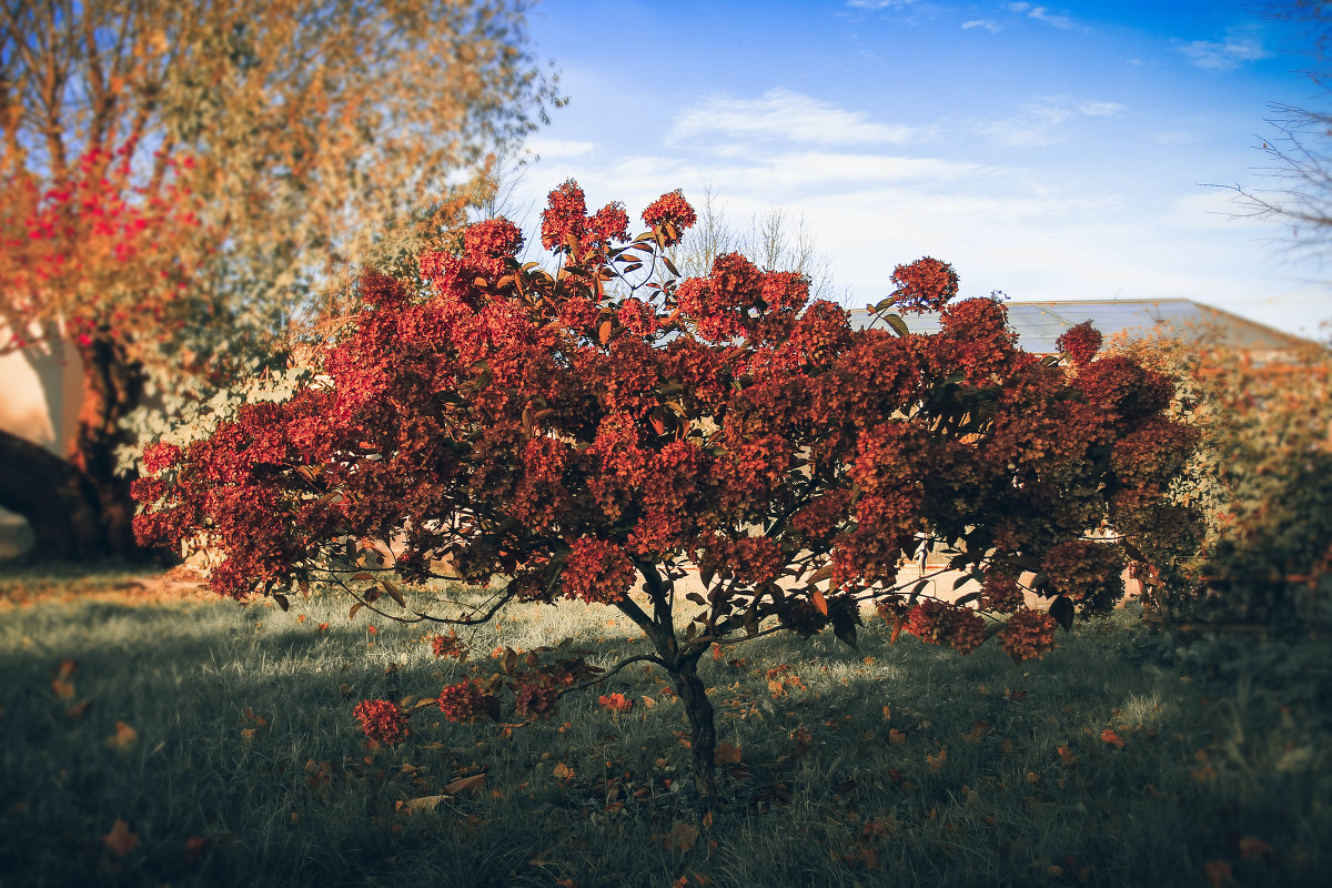 Cказочный куст - Anima Saltus