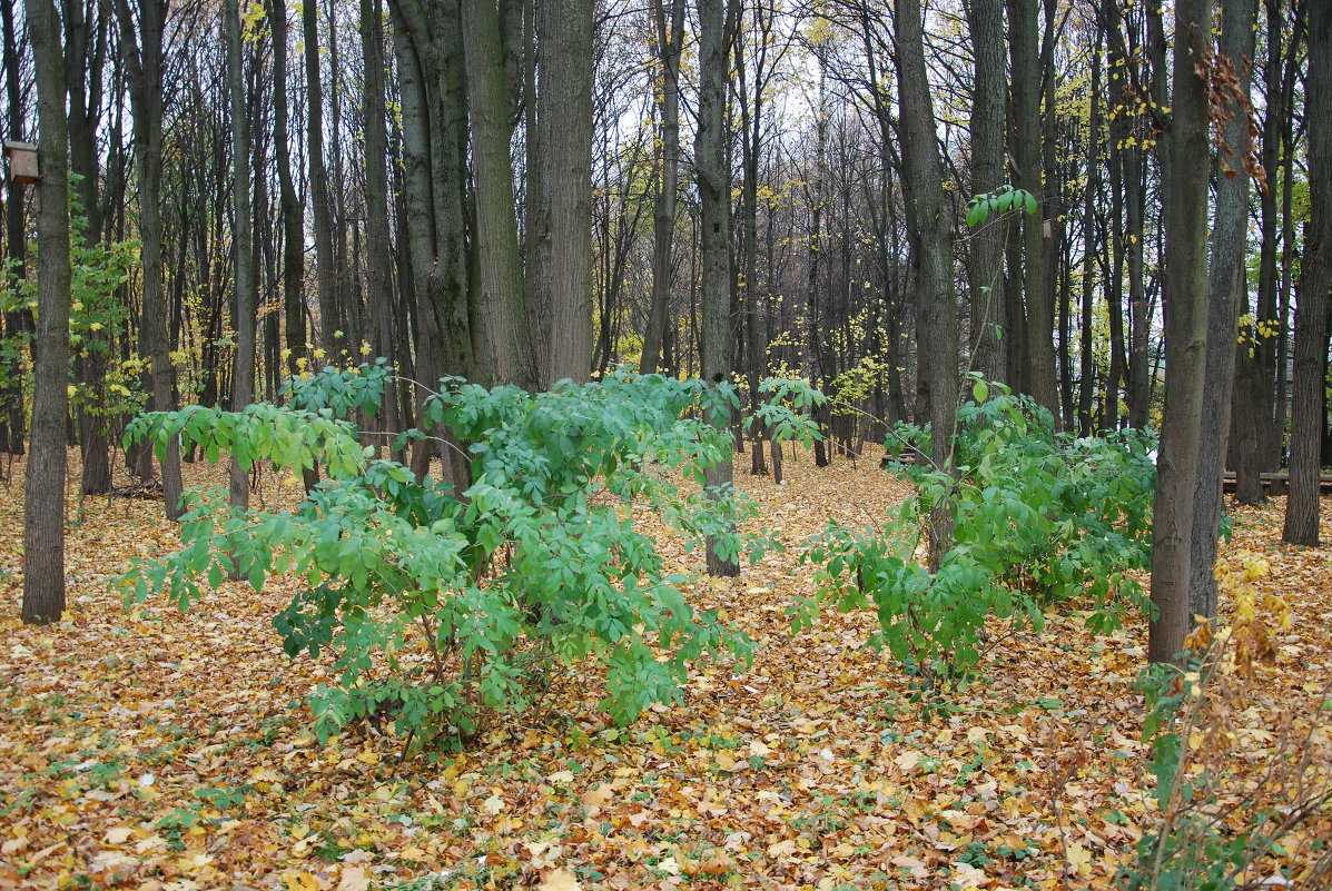 "Исключение из правил". - Владимир 