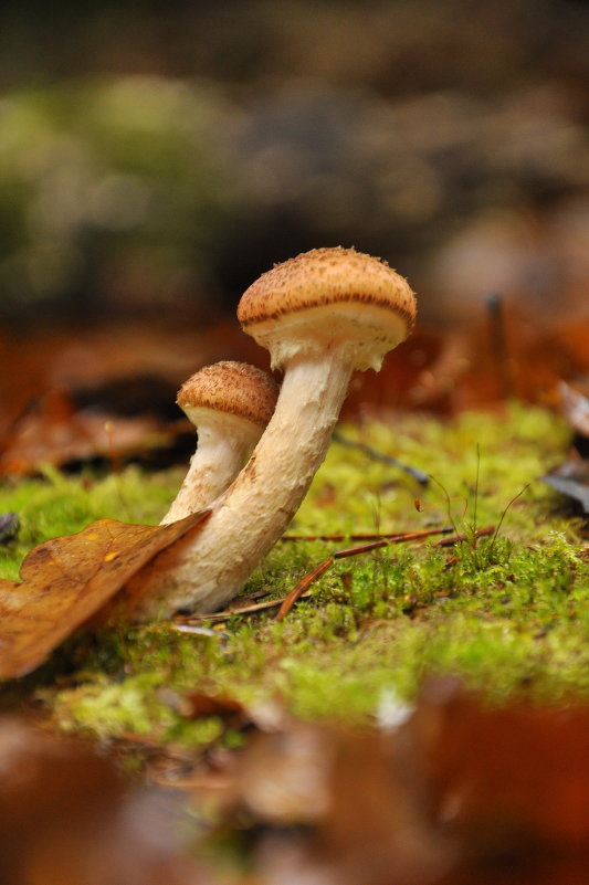 Опята - Александр Кос