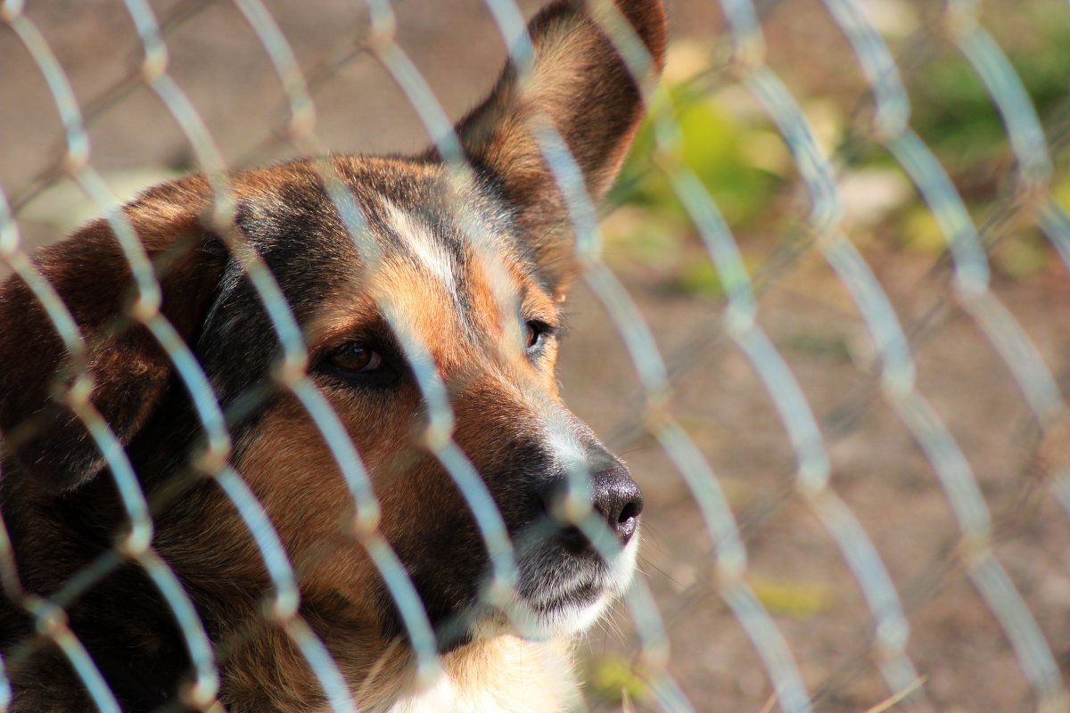 За решеткой - Артем Калашников За решеткой - Артем Калашников