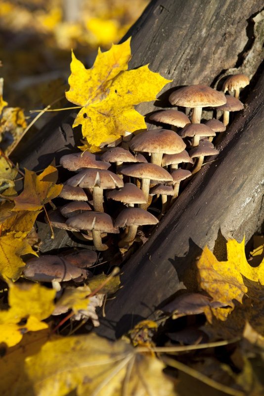 Пригрелись на солнышке - Наталия Пляшкевич