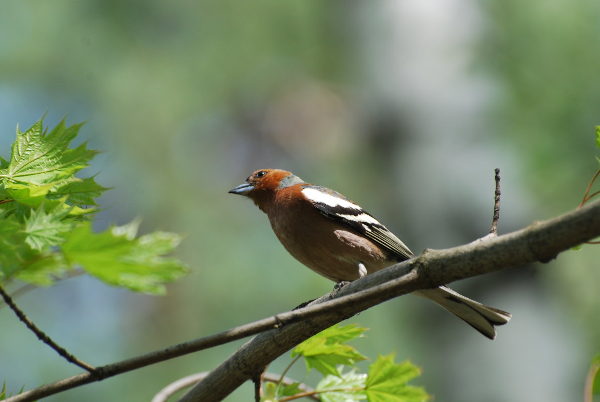 Зяблик - Илья Кочанов