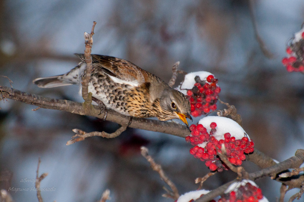 дрозд рябинник - Марина Напылова
