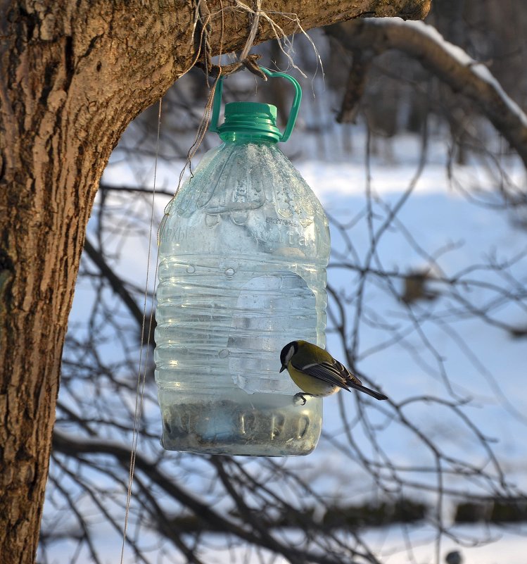 синичка - Ирина *