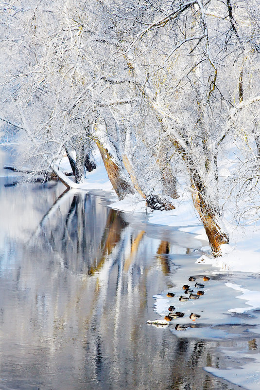 на льдине - виктор омельчук