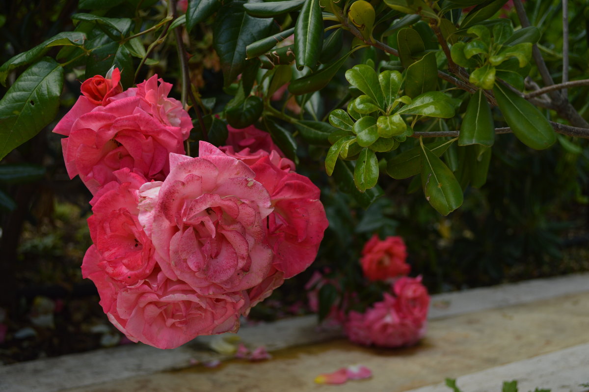 ... - Елена Добрейкина