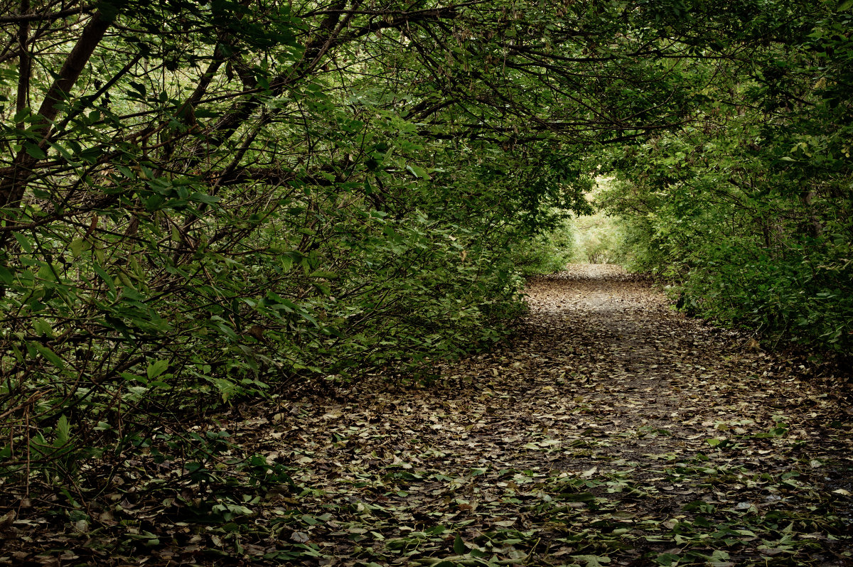 в даль уводящая - Елена Пыхтеева
