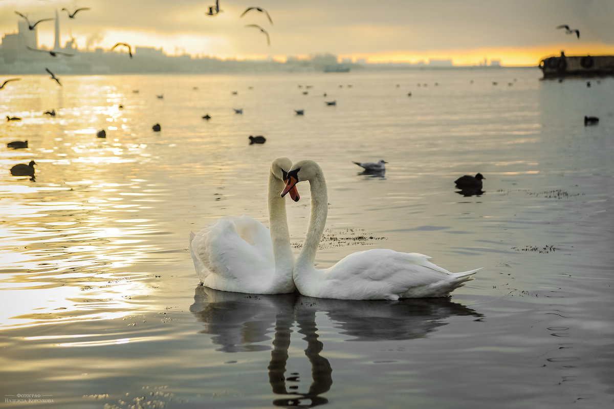 Они не люди, но какая стать, Какая нежность, преданность друг другу - надежда корсукова