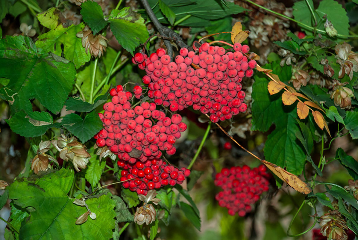 ... - Сергей Рубан
