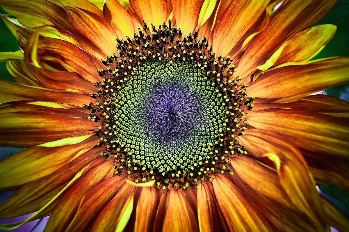 подсолнух - Сергей Савич