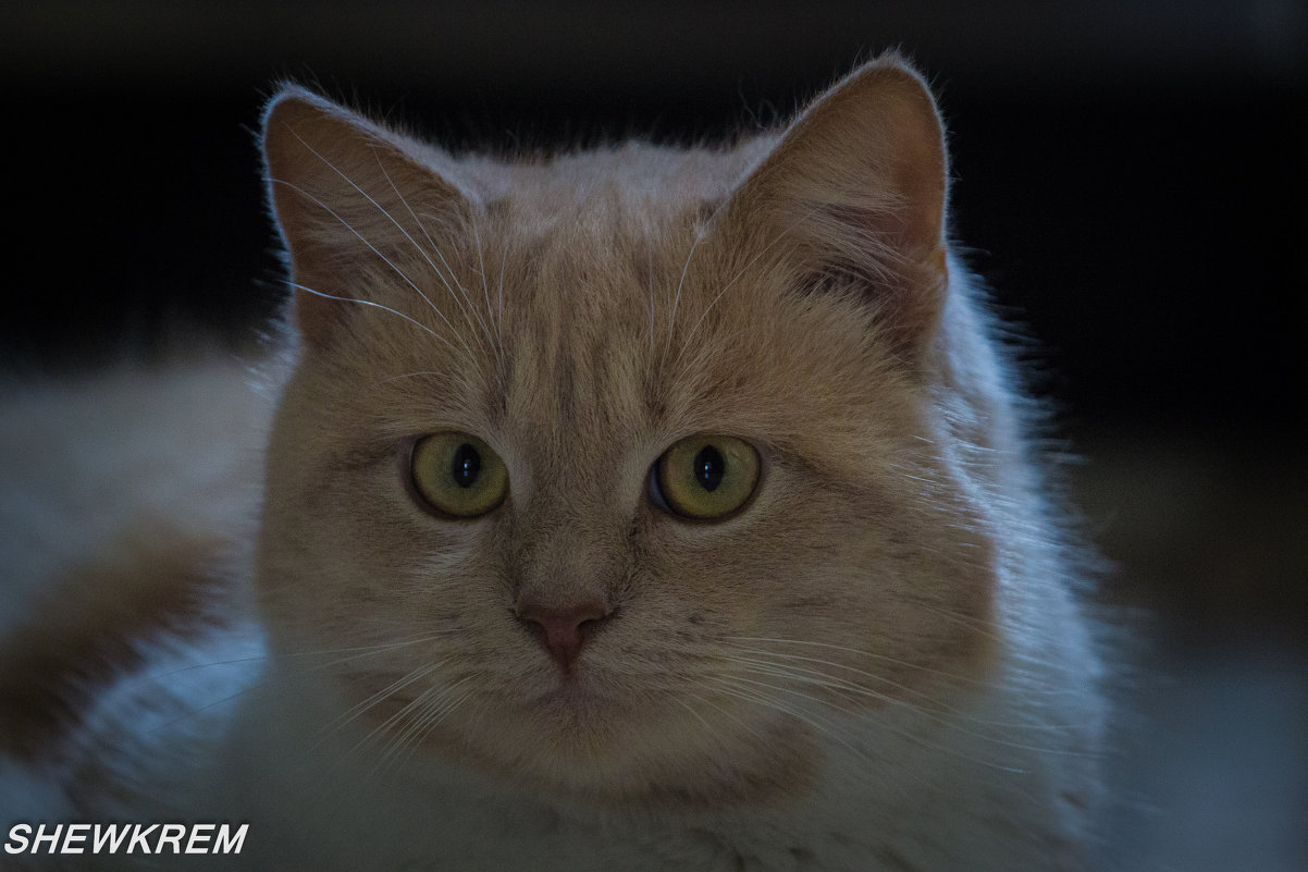 Любимчик - Александр 