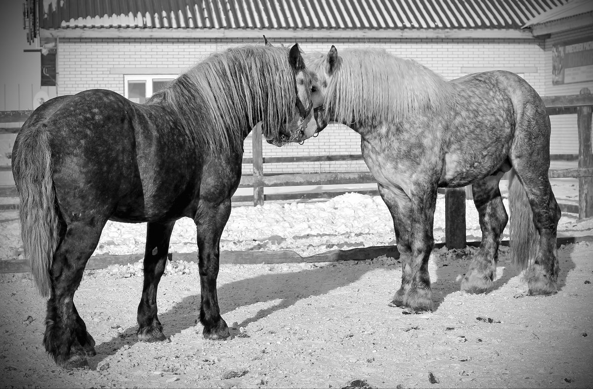 Кони, кони - вы сказка и песня! К вам любви объяснить не смогу... - Елена збродова 