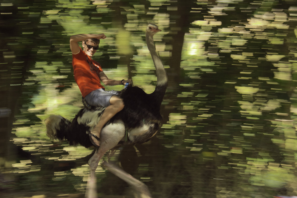 Страус - Наталья Краснюк