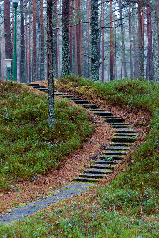 лесная дорожка - Диана Матисоне