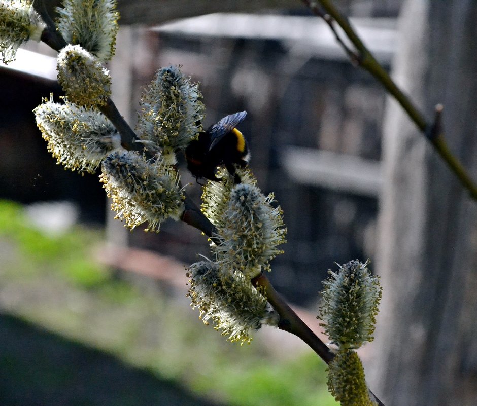 bumblebee :: Ramina Mamedova
