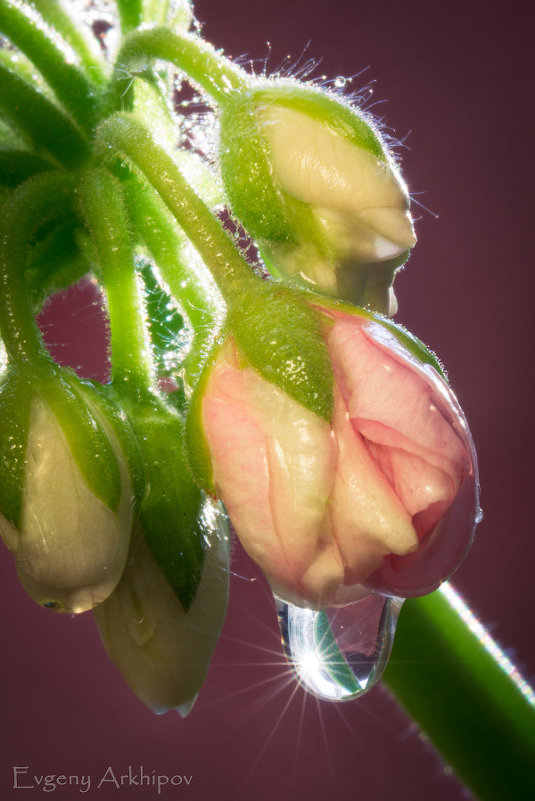 Pelargonium :: Евгений 