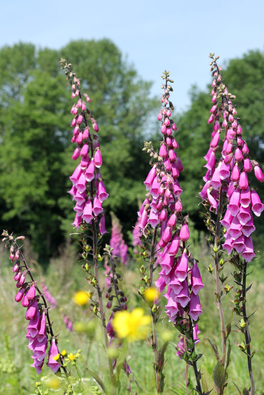 Цветы - Eduard Mezker