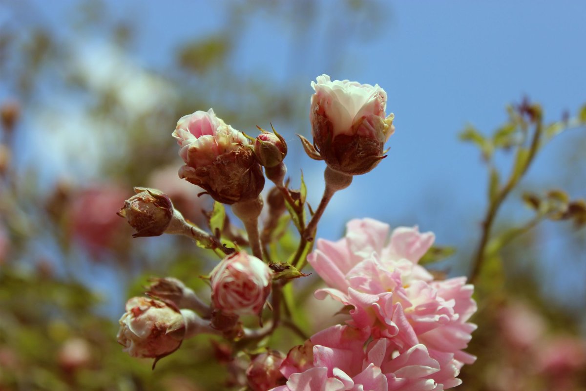 Лето - Anastasiia_nastya 