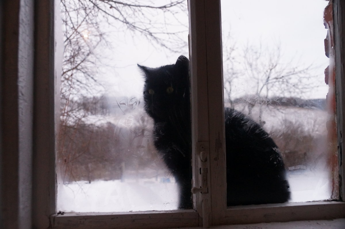 Котик - Ирина 