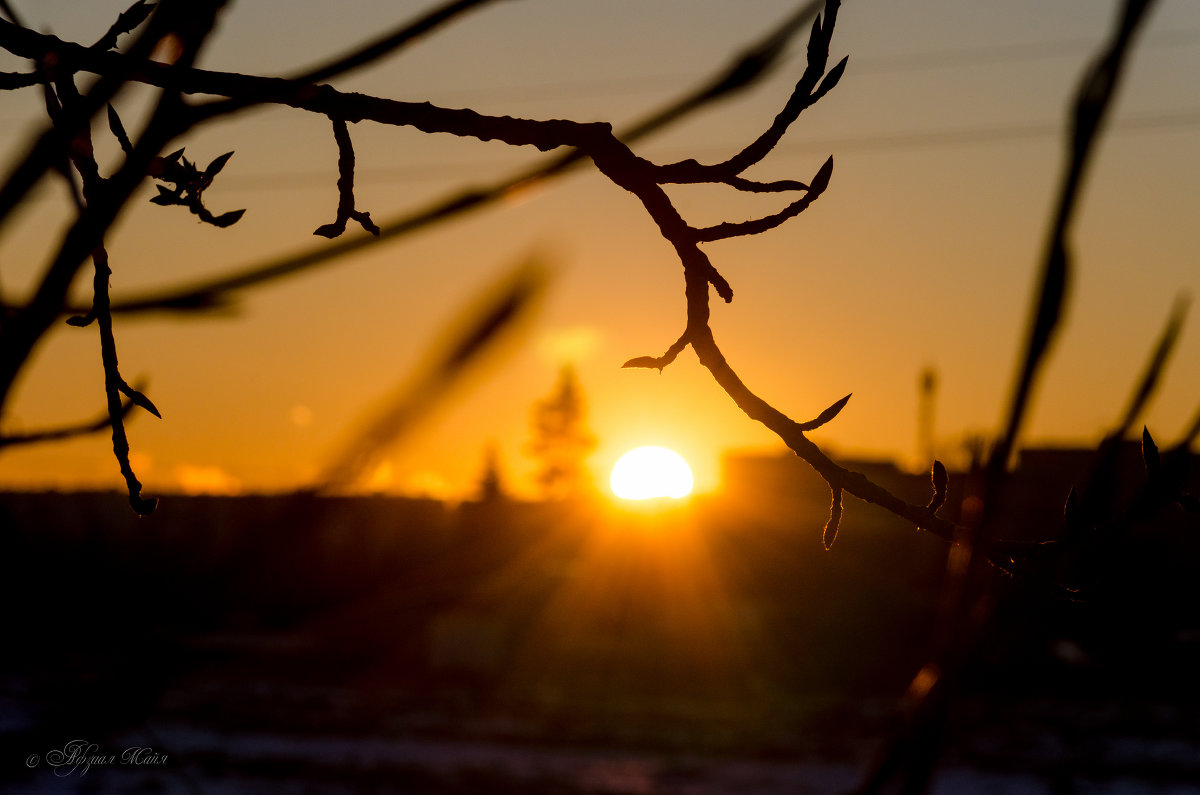 Зимний рассвет. - Майя Афзаал