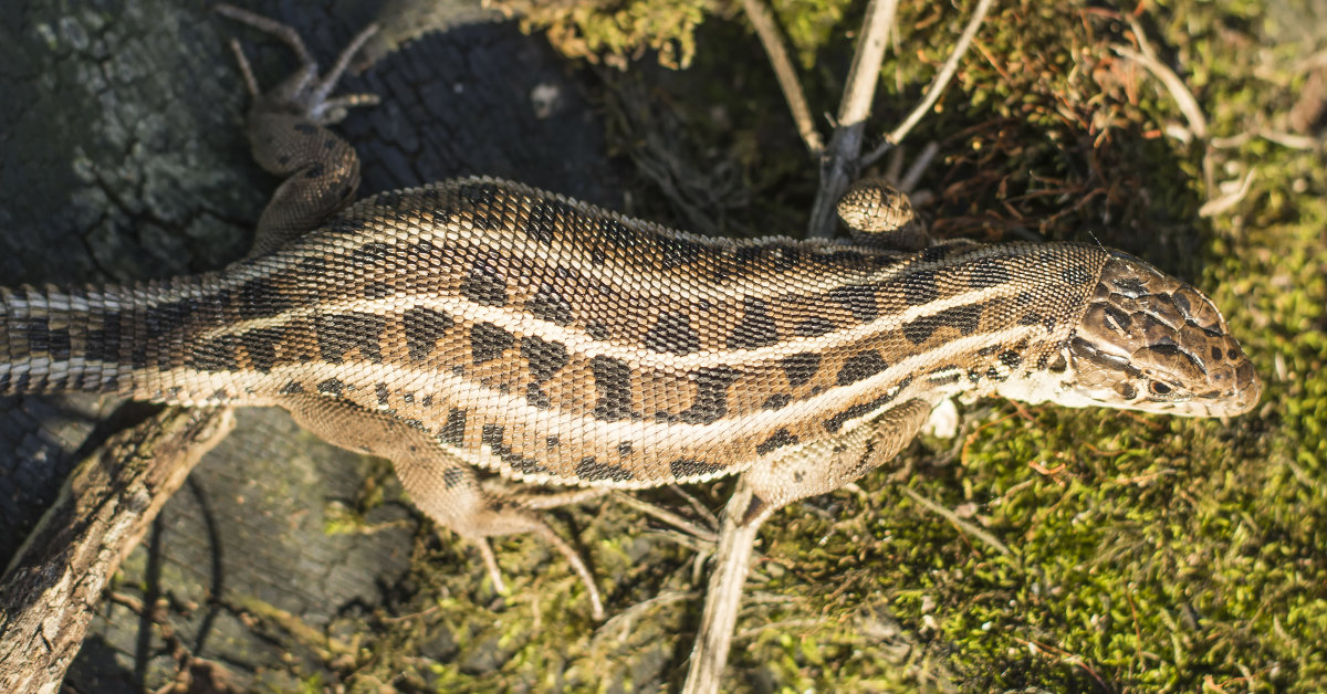 Хозяйка медной горы. - Андрей Чиченин