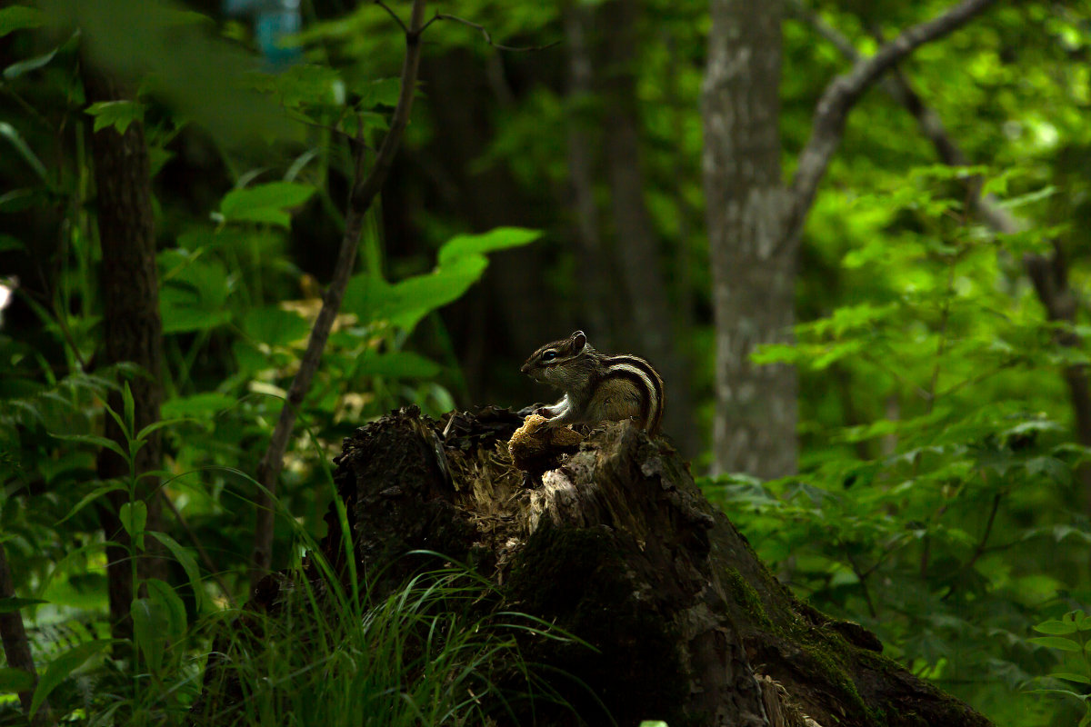 Застали за обедом... - olya79 Застали за обедом... - olya79