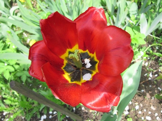 Тюльпан весною - Дмитрий Никитин