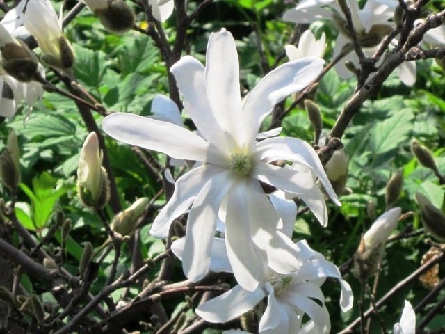 Цветёт магнолия в саду - Дмитрий Никитин Цветёт магнолия в саду - Дмитрий Никитин