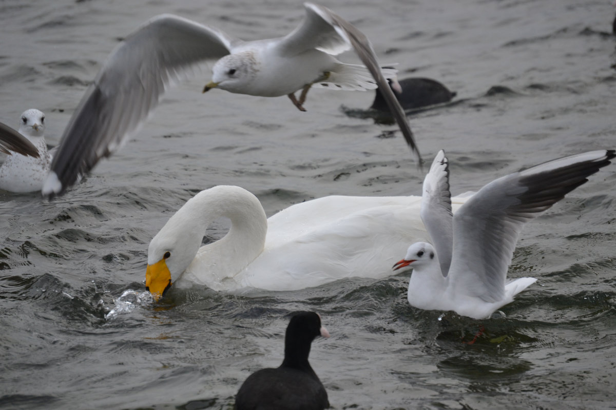 Птицы лебеди - Елена 